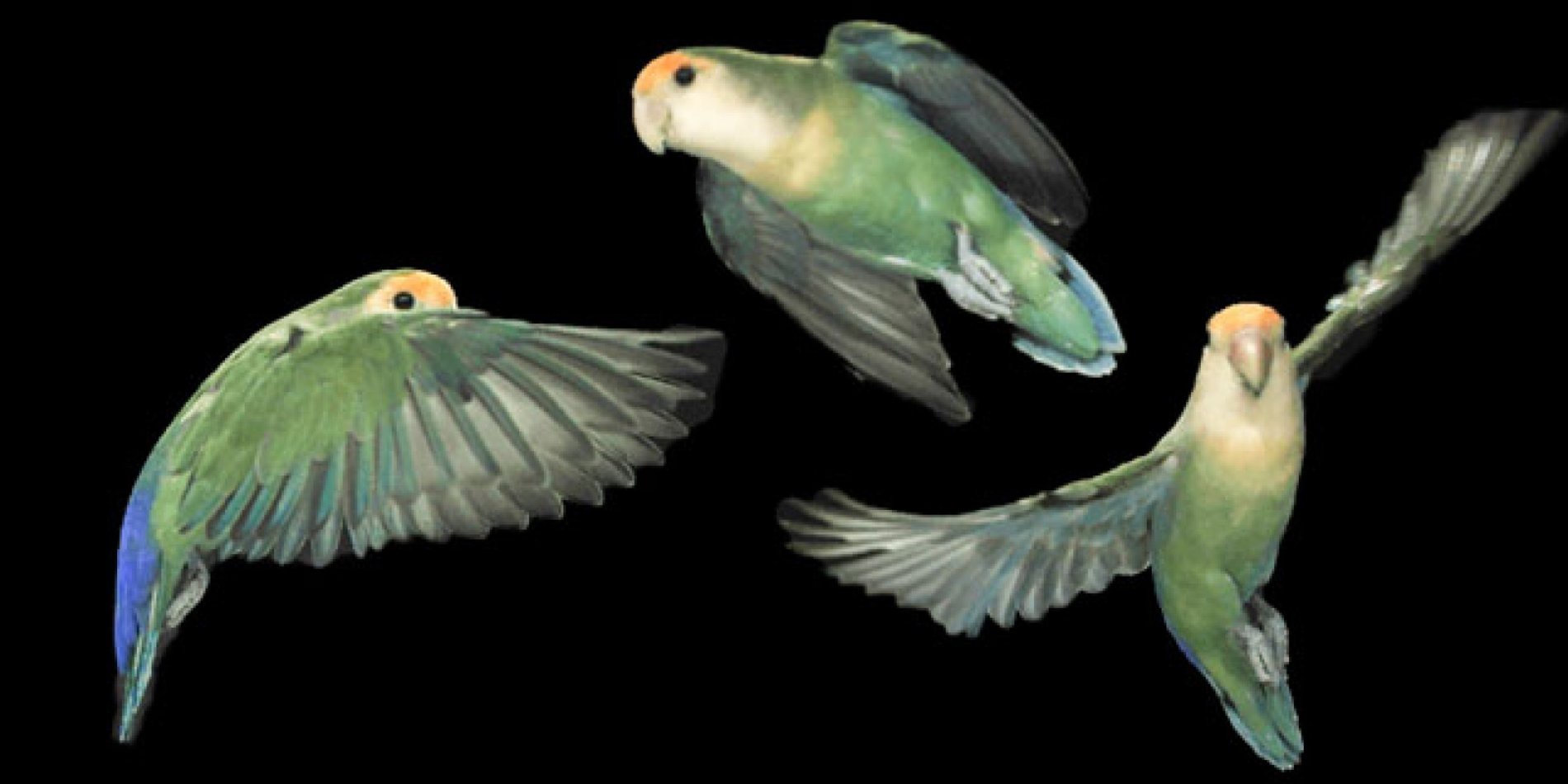 
High-speed video reveals how lovebirds keep a clear line of sight during acrobatic flight. | Courtesy Lentink Lab