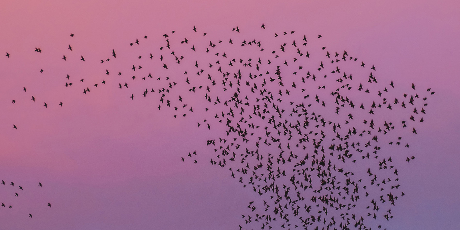 
To understand the future of space flight, it helps to think about a flock of birds flying in a tight formation. | Stocksy/Giorgio Magini