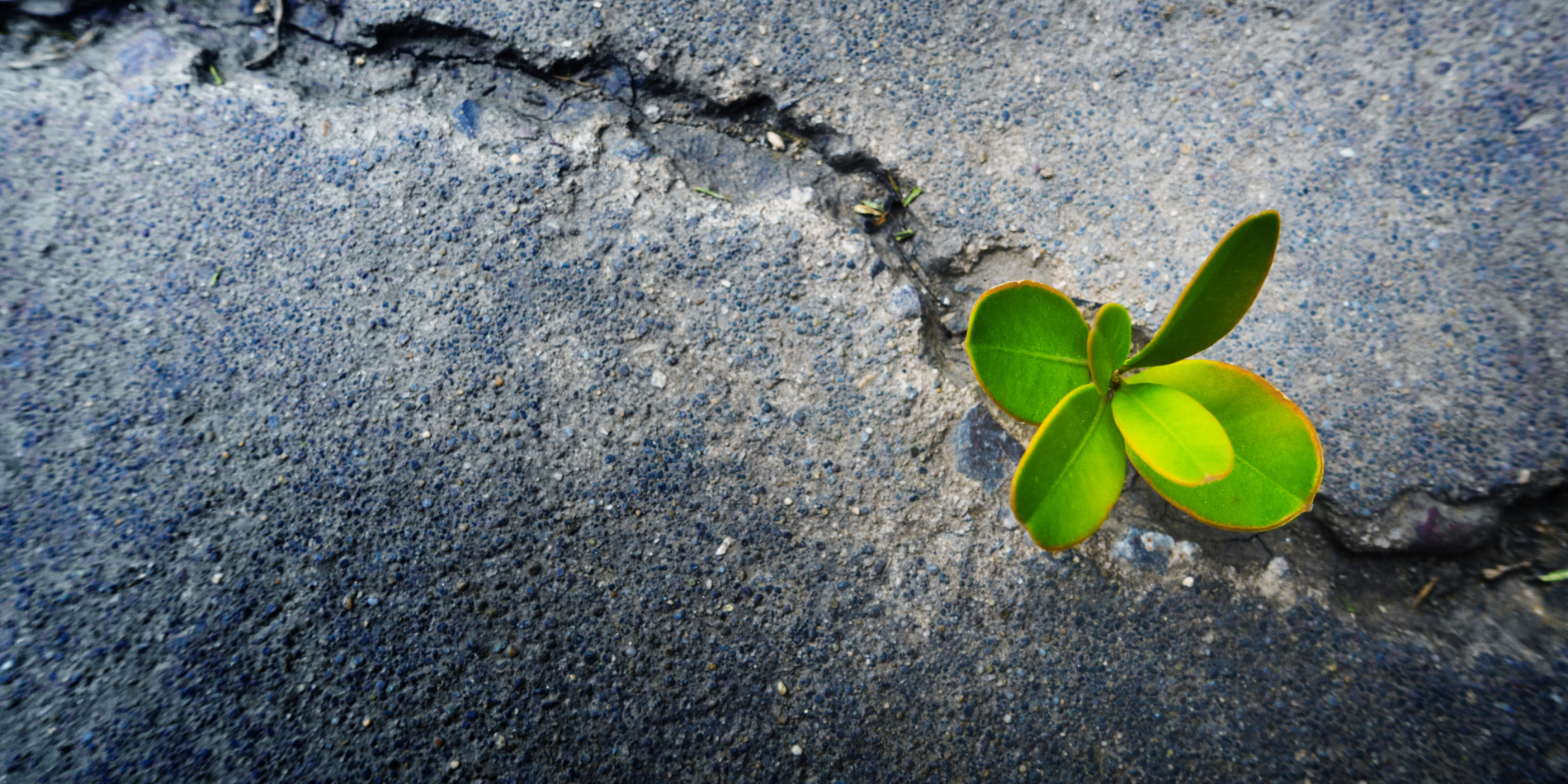  

Crack in the pavement  |  iStock/rxijian