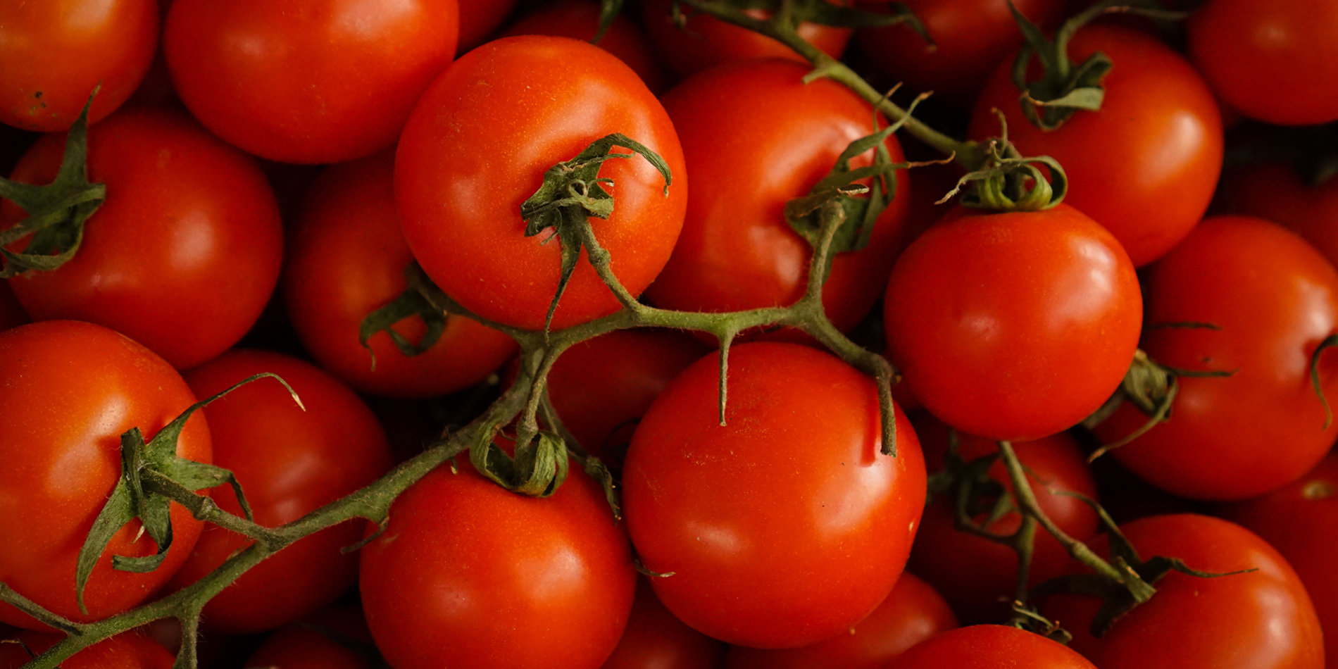 
If it’s possible to engineer tomato plants to resist infections, this could be a first step towards helping agricultural plants do the same. | Unsplash/Tom Hermans