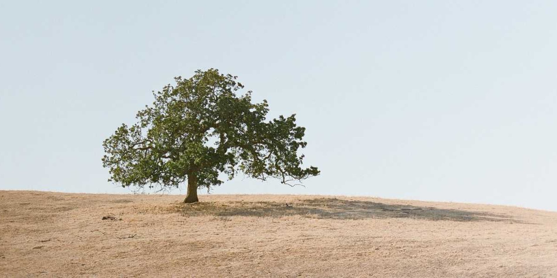 
How do trees know where to put their branches? | Stocksy/Adrian Balzer