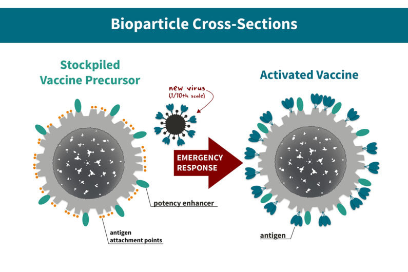 A cross-sectional illustration of stockpiled bioparticle 